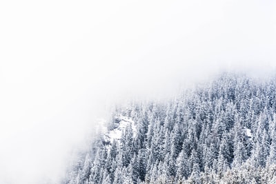 浓雾笼罩着白雪覆盖的松树